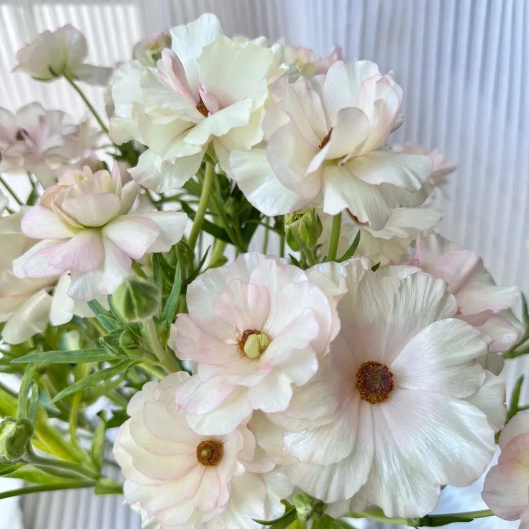 蝴蝶洋牡丹：颜色随机2扎装