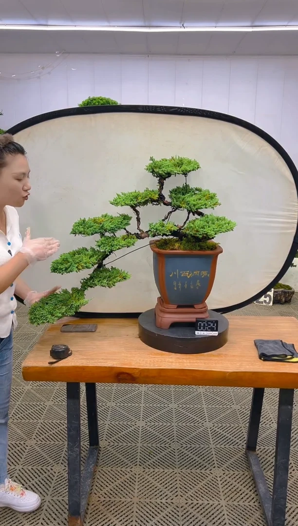 无花朵真柏盆景...