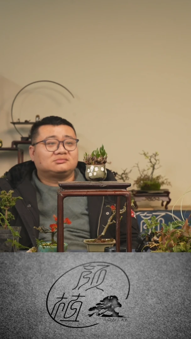 【闪购商品】盆景草本植物 中通