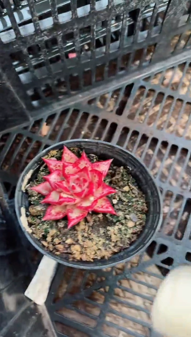 【闪购商品】14067