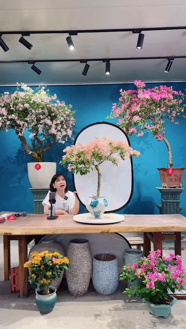 全部花朵卡亚塔三角梅