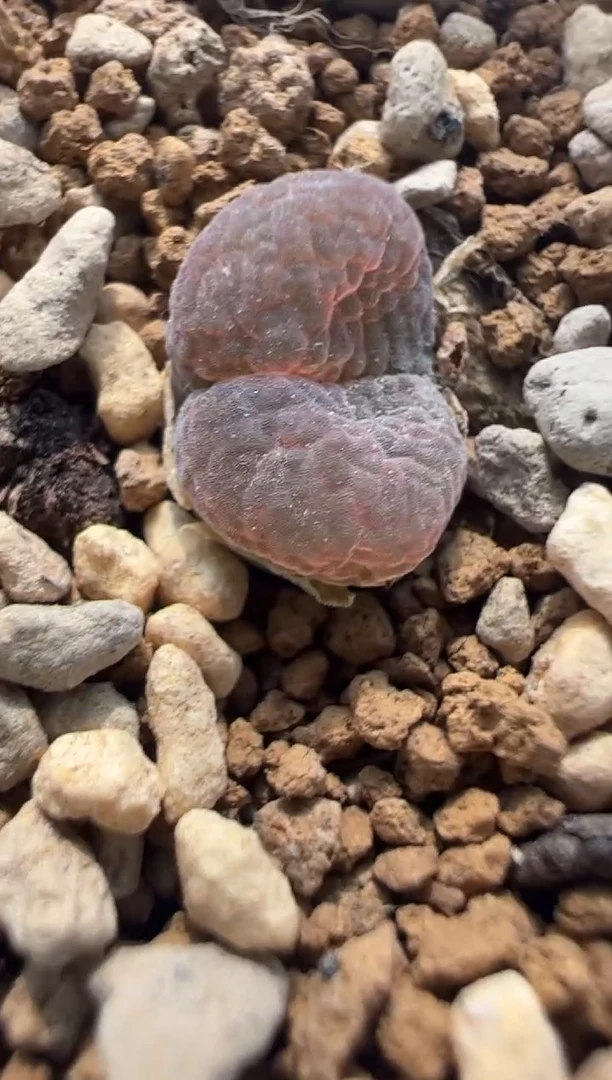 5。。。。。。。。。。。。。。。。。。。