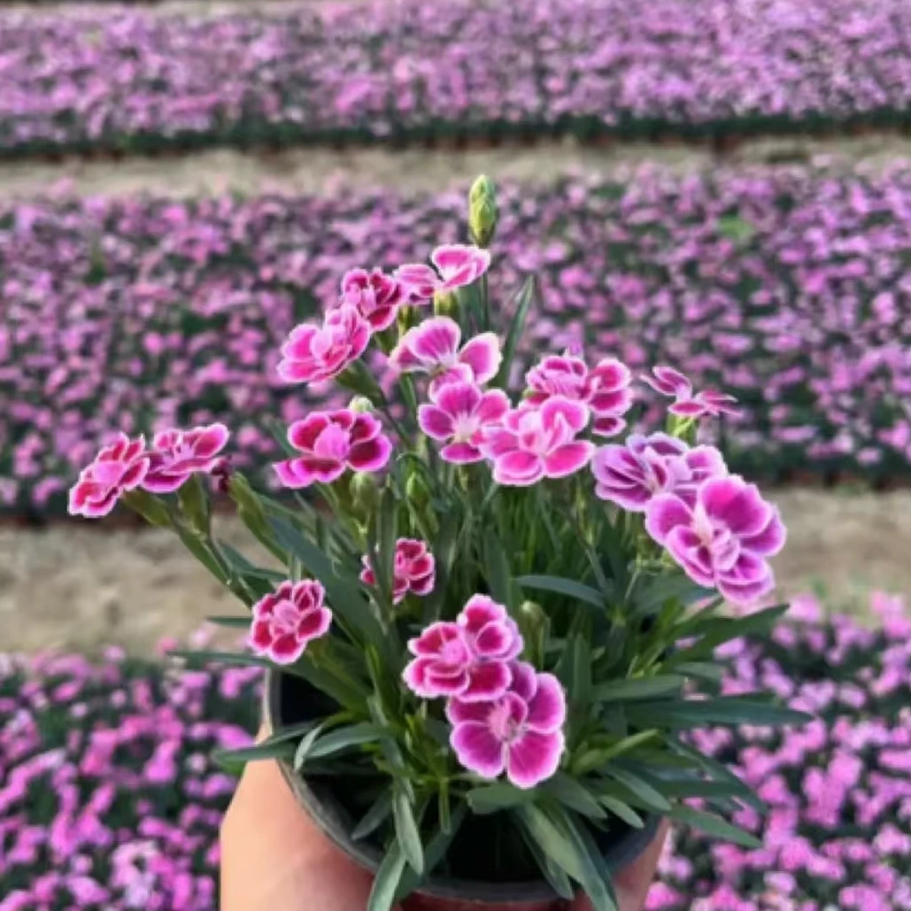 初吻石竹花苗四季常绿开花易养耐活带花苞