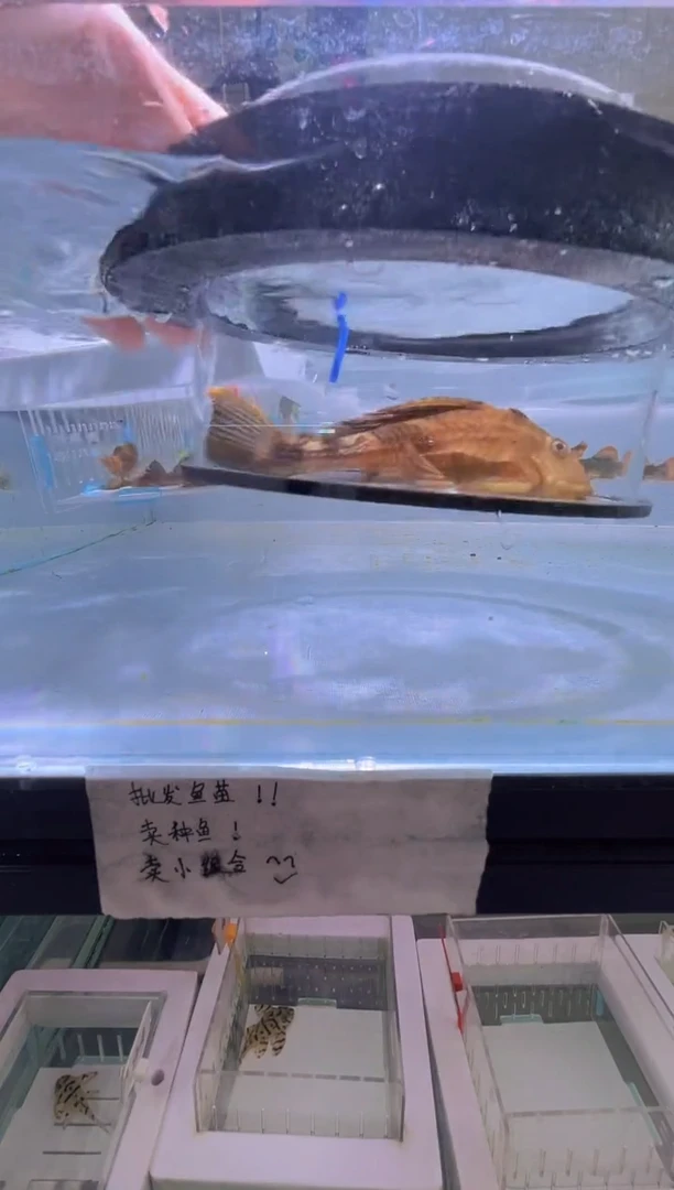清道夫鱼14+不包入缸损49