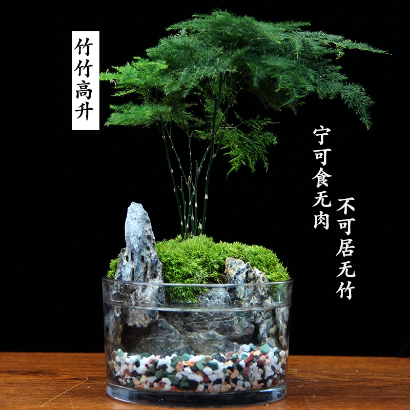 竹竹高升～【13*8cm】文竹苔藓青龙石懒人好养室内桌面绿植盆栽