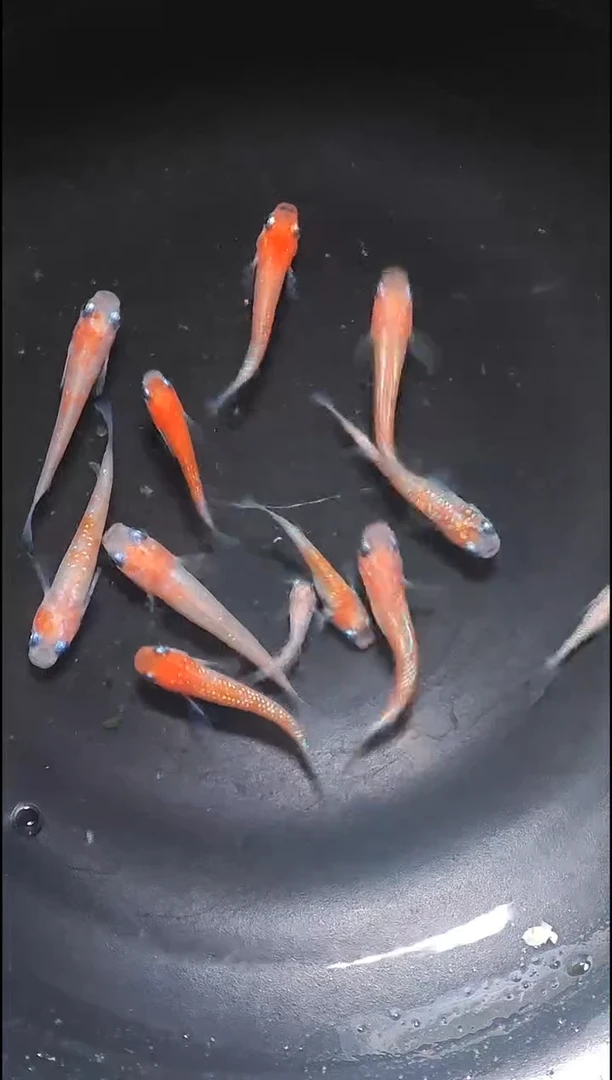 青鳉鱼观背青鳉021