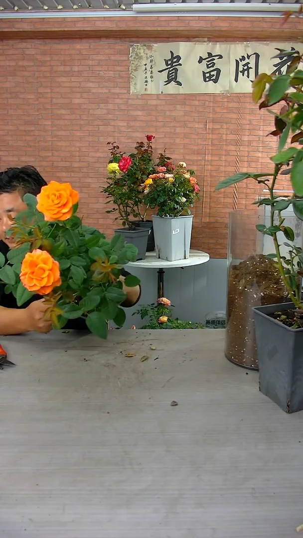 当前无花朵，栽培后可花朵玛瑙