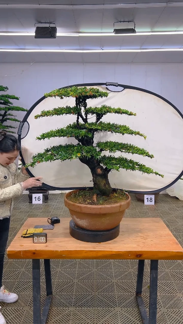 无花朵一物一拍一物一拍