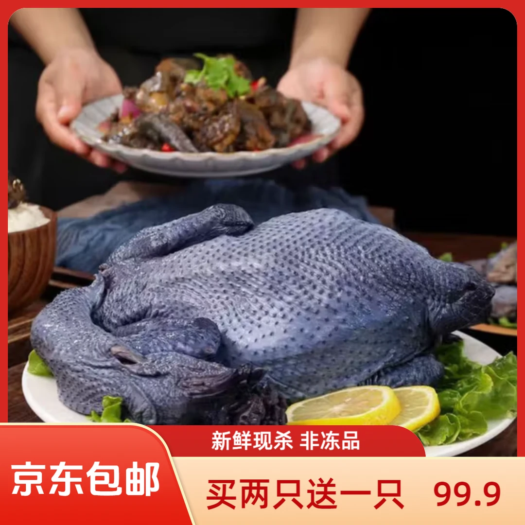 （买两只送一只）新鲜现杀乌鸡京东顺丰包邮