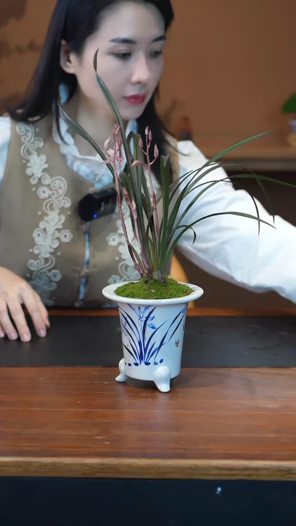全部花朵小红草盆景盆景盆景