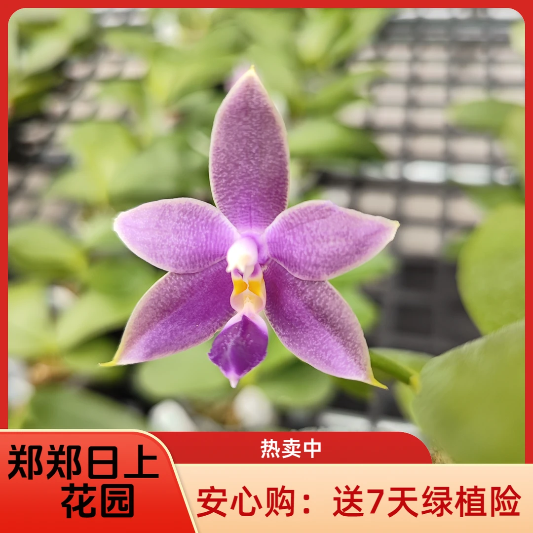 蝴蝶兰 KS2032 3寸实生苗开花株 微瑕少根