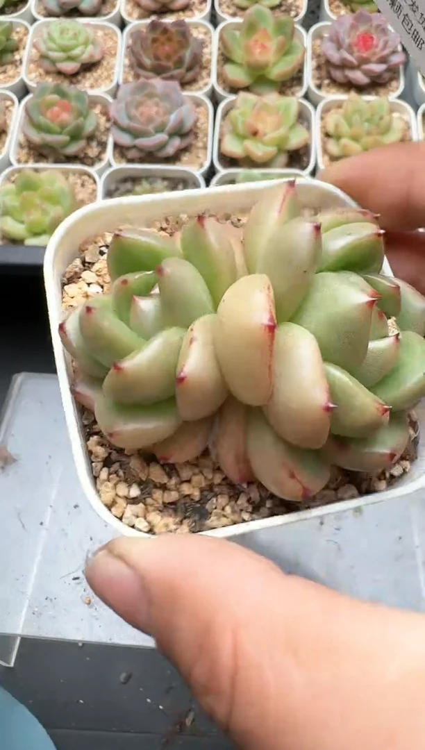 095C云禹多肉植物 带盆土纸巾打包 3颗包邮