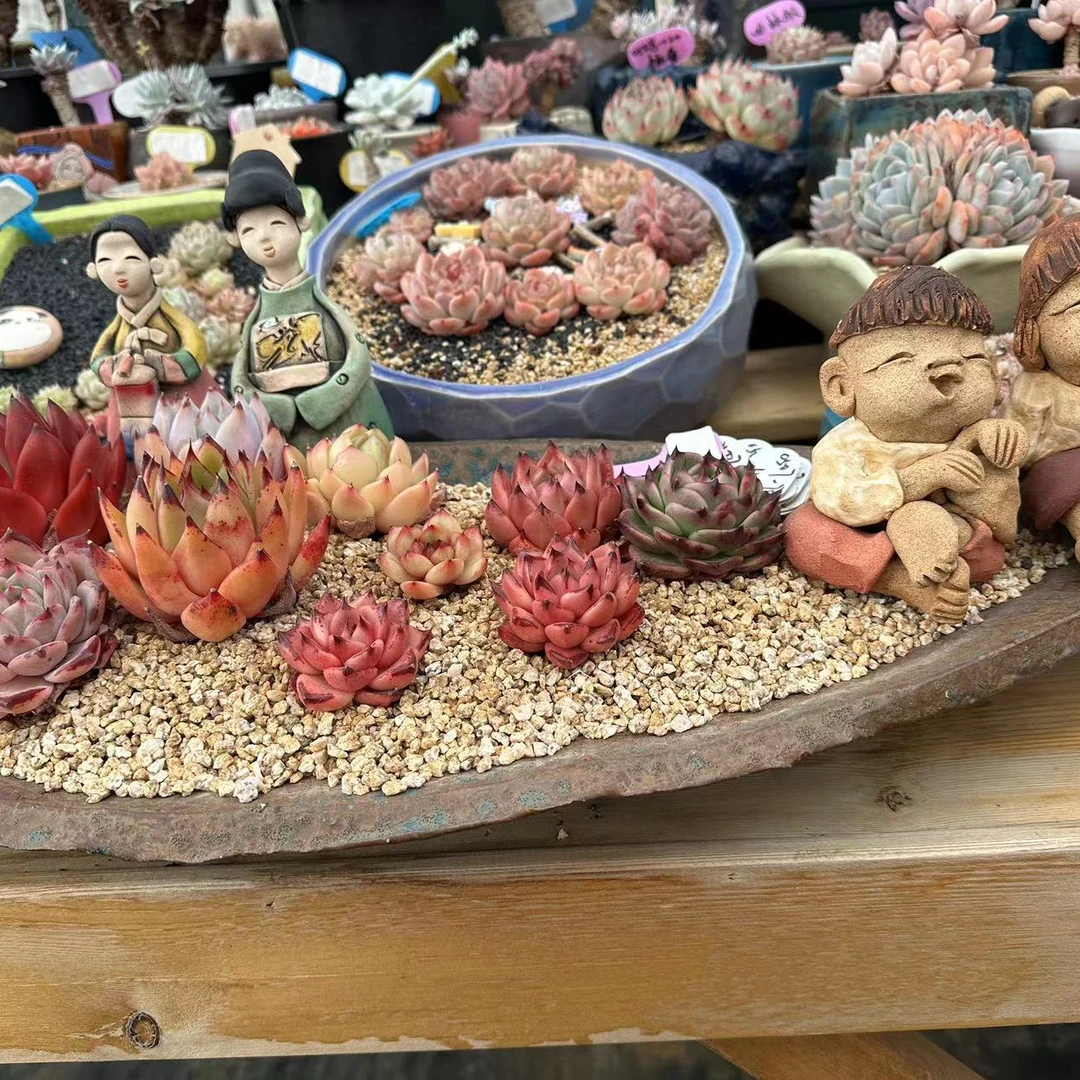 精品控养多肉植物1   一物一拍