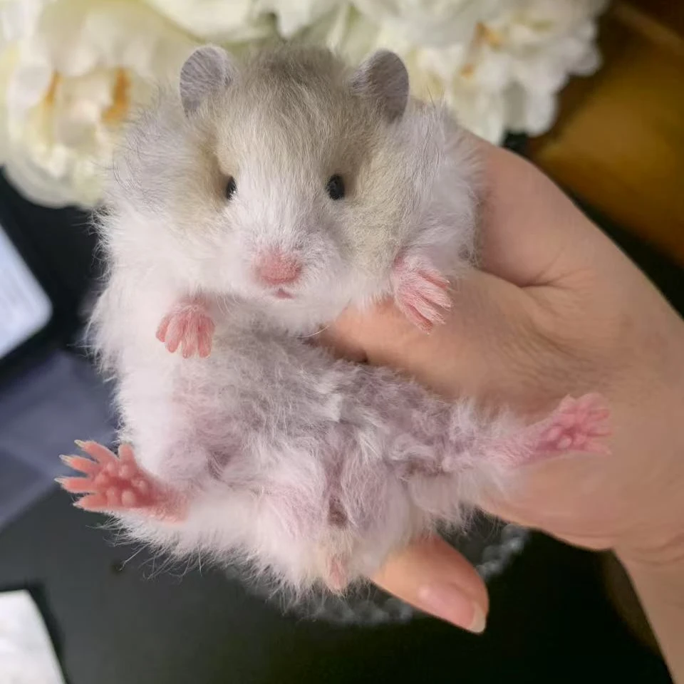 家养宠物长毛金丝熊仓鼠直毛卷毛波利藤盒运输包活包邮活体