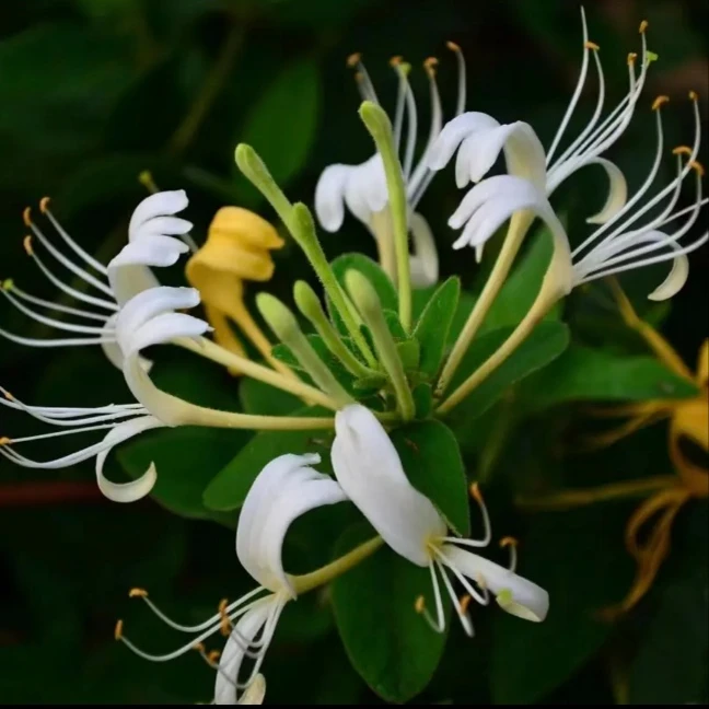 金银花茶树盆景造型老桩