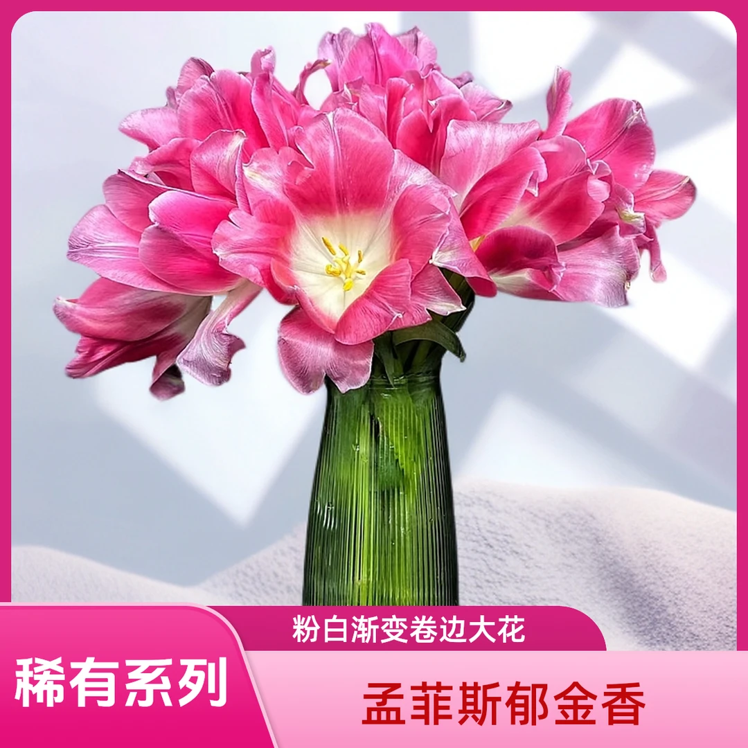 【AAA孟菲斯郁金香】桃红色白色渐变，稀有卷边的厚瓣大花郁金香