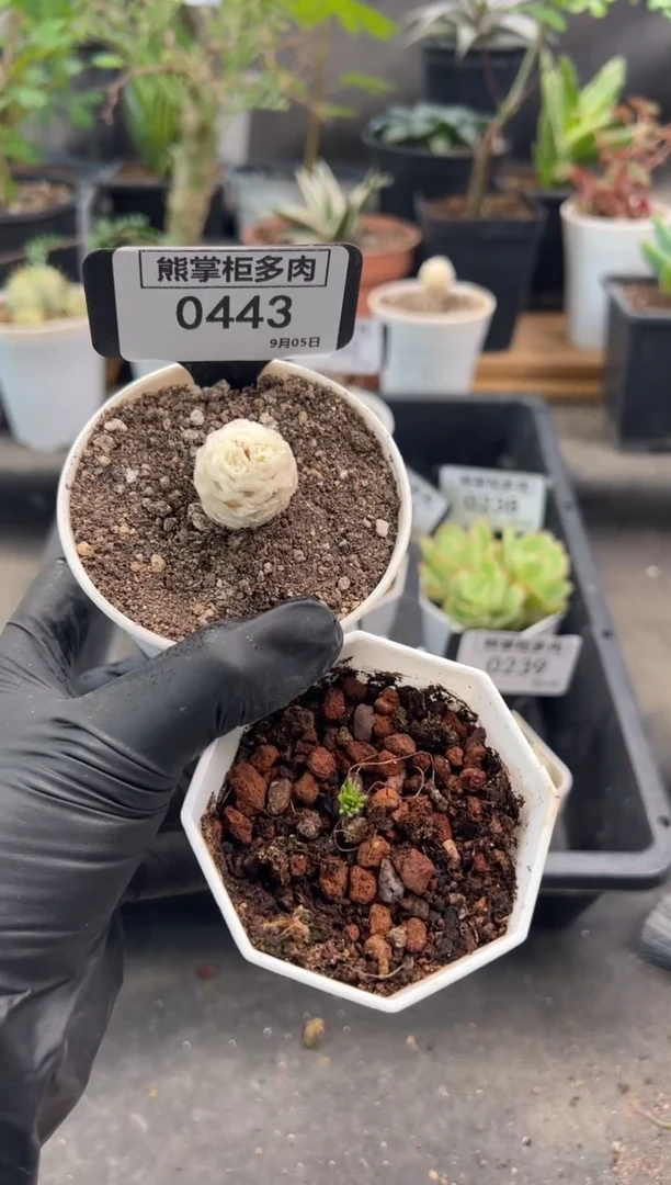 ?*匆0914-443-刨花厚敦菊带盆土+方便面弹簧草带盆土