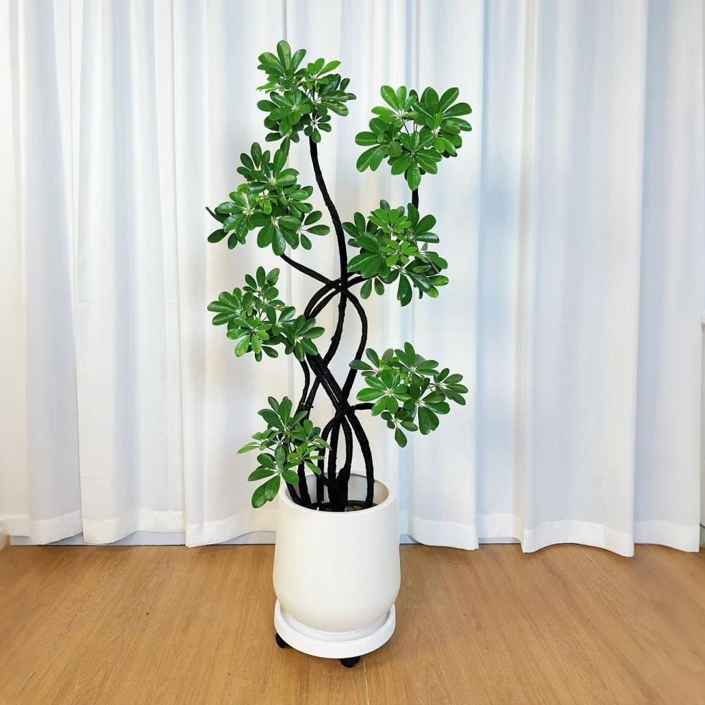 八方来财鸭脚木鸭掌木客厅盆栽大型绿植净化空气好养