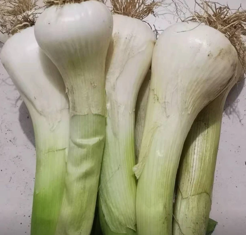 【鸡腿大葱头种子】鸡腿大葱头四季种植盆栽阳台