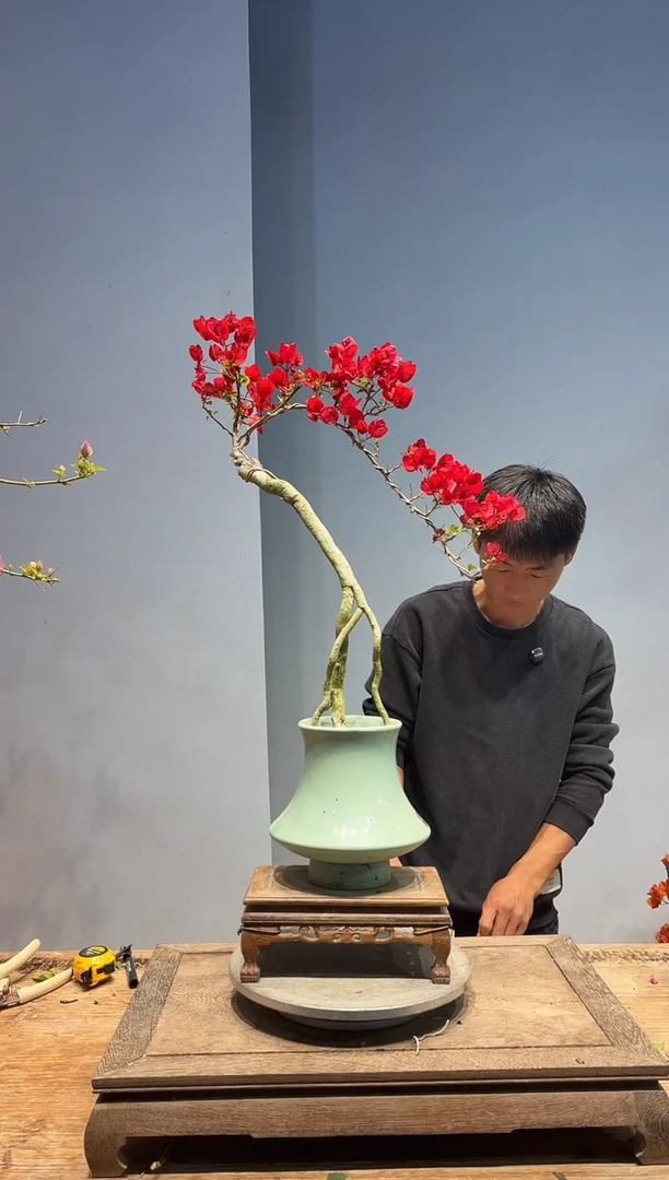 以实际为准三角梅80