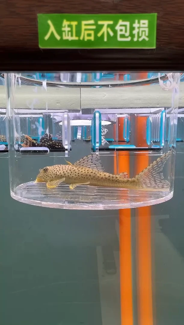 清道夫鱼113号123入缸不包损录制完整开箱视频11.3厘米