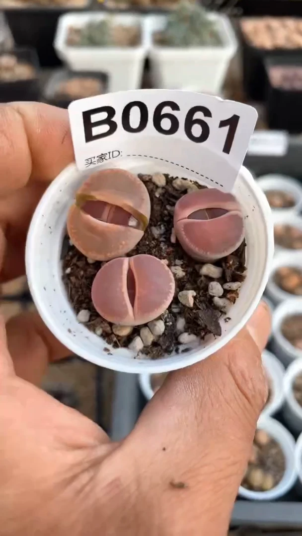 【闪购商品】0661直播一物一拍