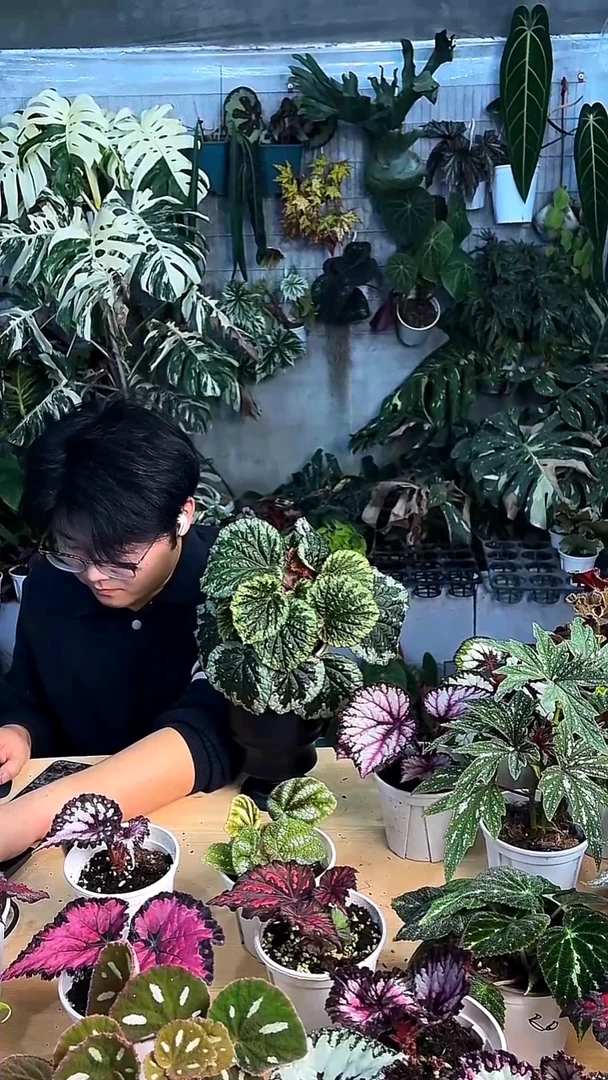 完全开放金甲杂秋海棠