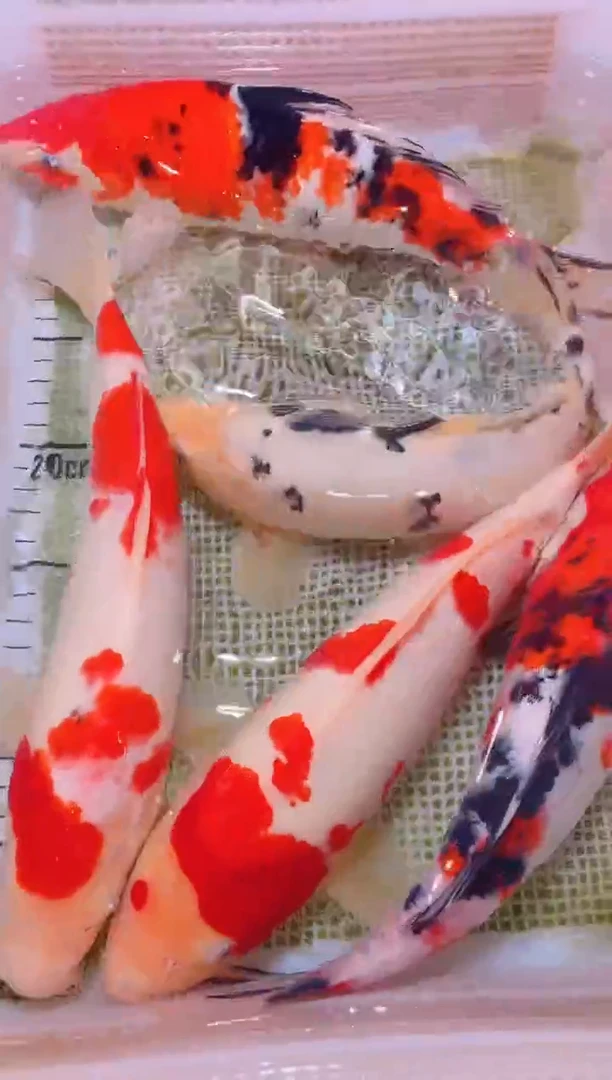 锦鲤冷水观赏鱼全场包邮4