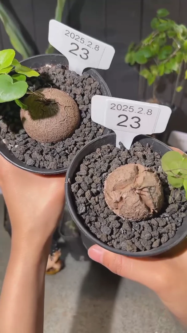 【闪购商品】南非龟甲龙2.8.23