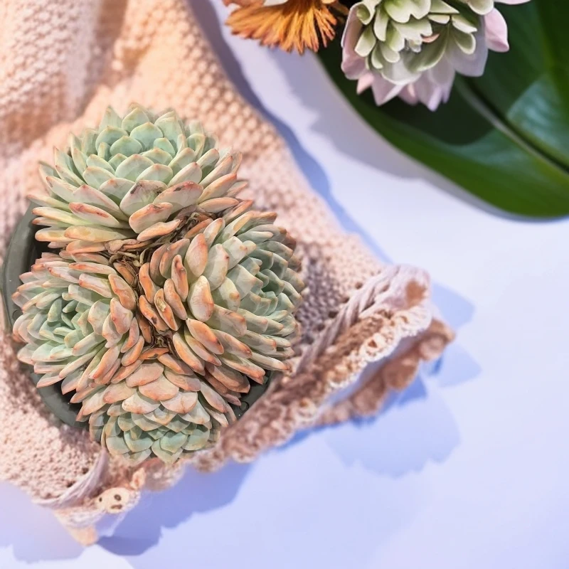 佳丽园艺 超大橙梦露  粉丝多肉植物