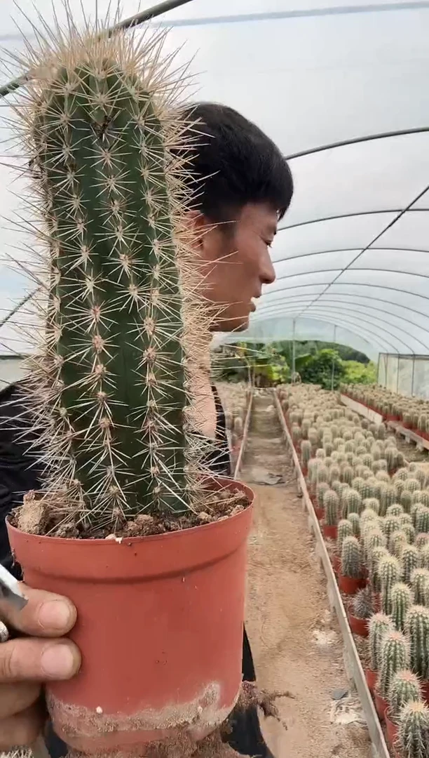 幸福柱===========