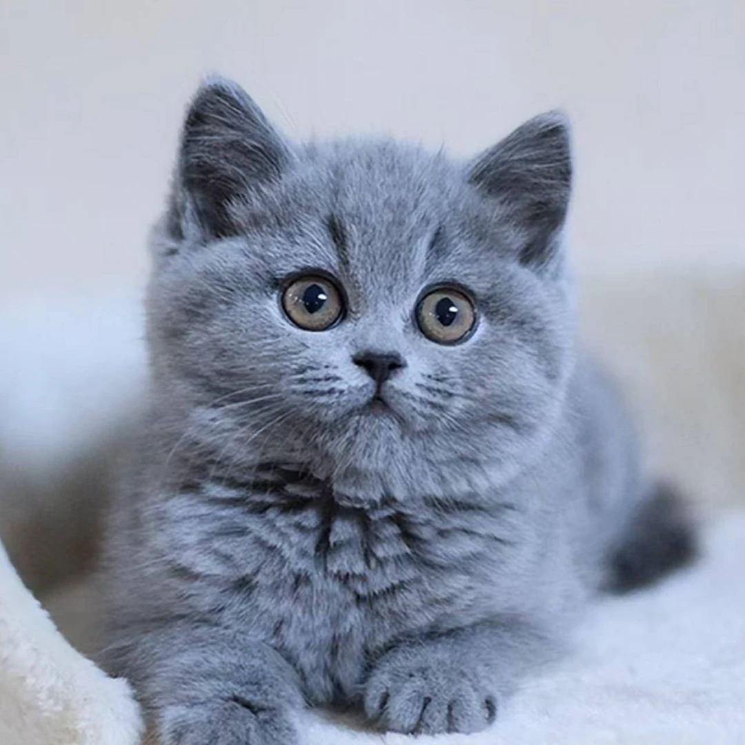 特价！！！宠物活体专用链接猫咪小猫