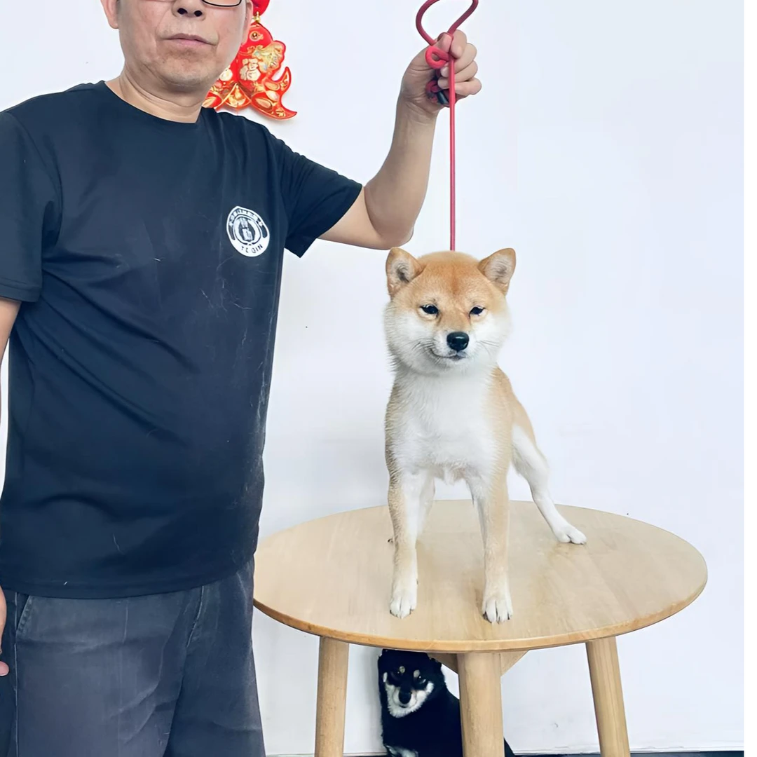 豆柴宠物狗千代姬女儿