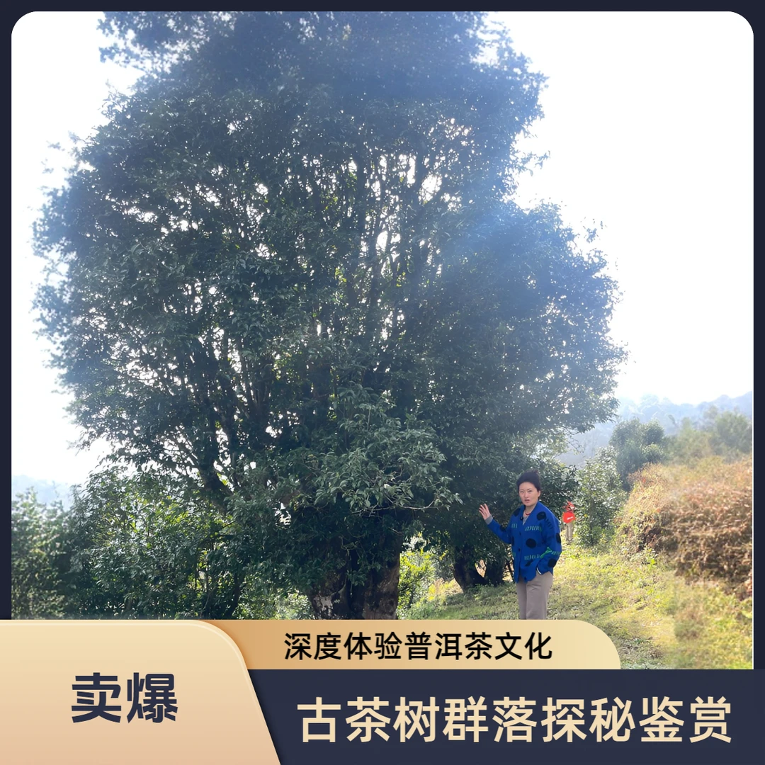 【石龙】千年野生树王古树 单株云南临沧石龙村普洱茶晒青生茶200g