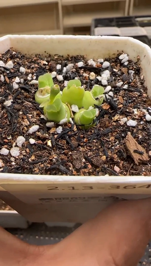 【闪购商品】13-364