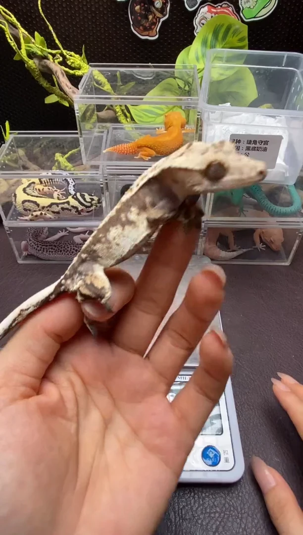 睫角守宫鳞与尾 Scale Tail 爬宠J8