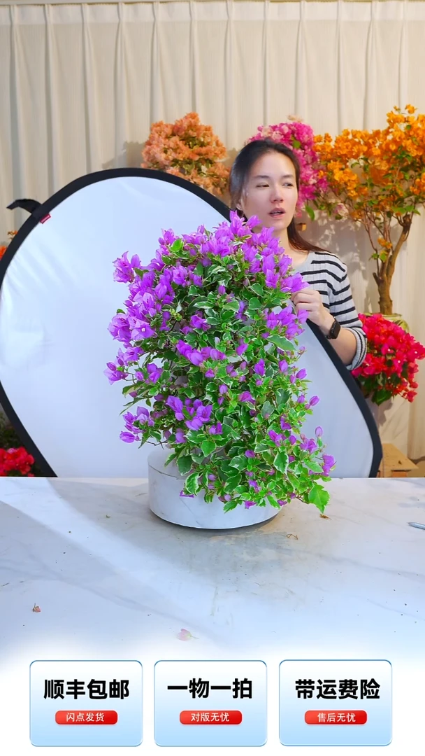 大部分开放少量花苞银边水仙紫