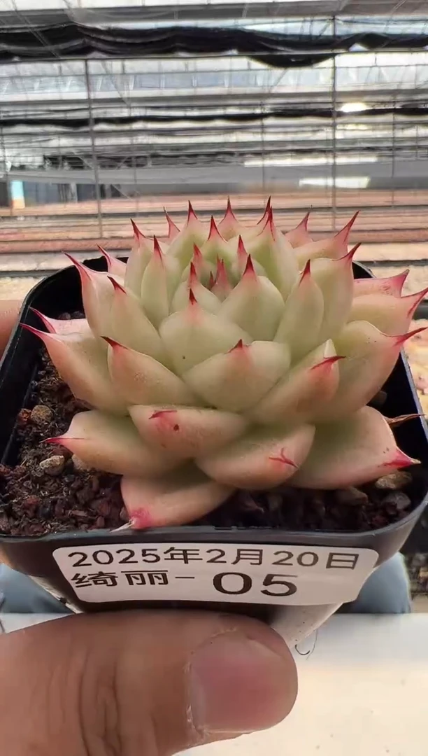 【闪购商品】绮丽-5