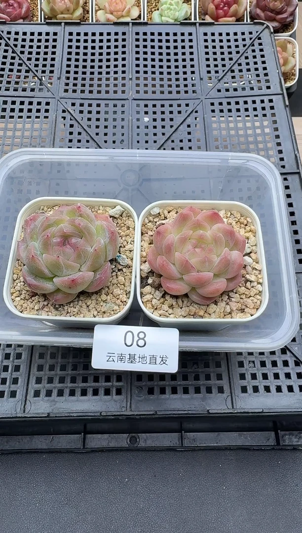 珍妮杂交多肉008