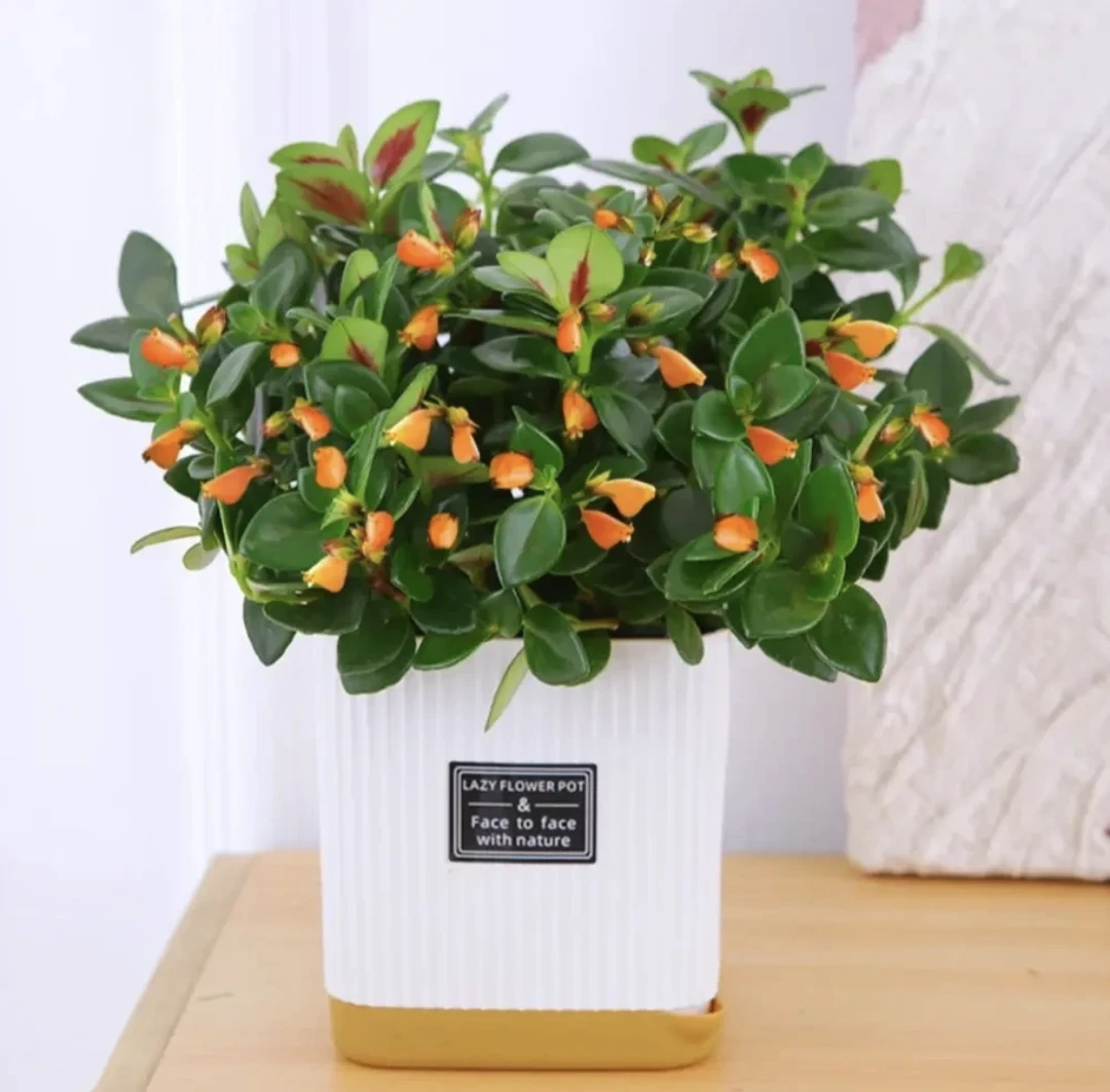 【金鱼吊兰带白盆】盆栽室内绿植除异味办公桌书房植物好养绿植花卉