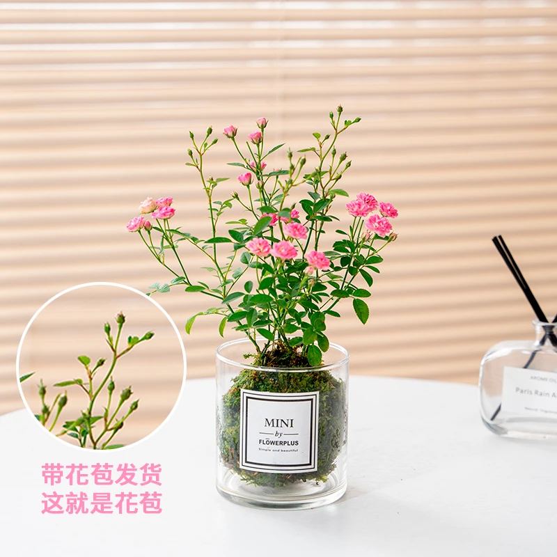 带花四季开花迷你超微型月季玫瑰姬月季苔藓球阳台窗台桌面绿花卉