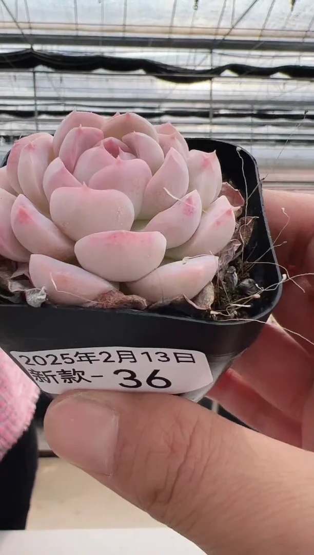 【闪购商品】新款多肉-36