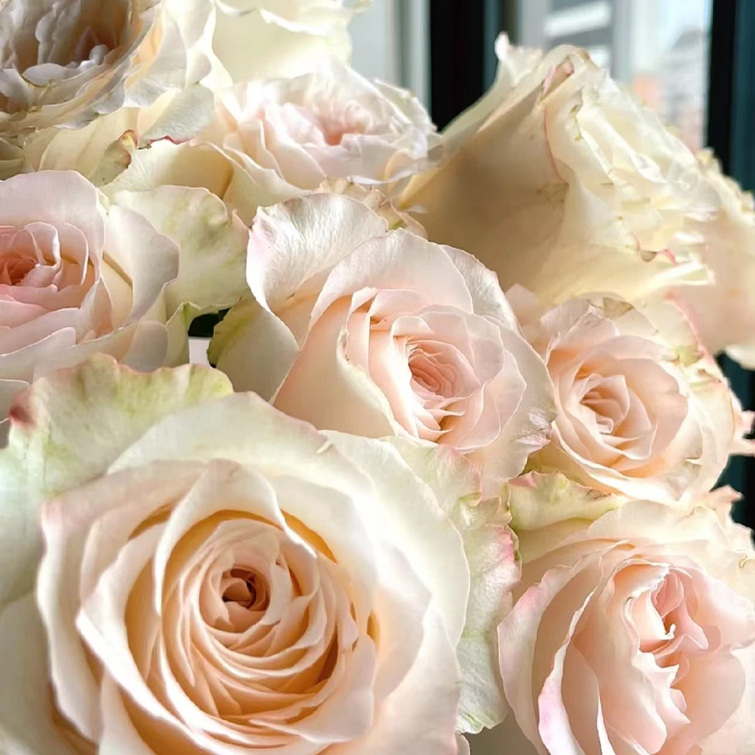 【卓昂玫瑰园】赫兹切花玫瑰四季开花大花庭院阳台切花高杯月季