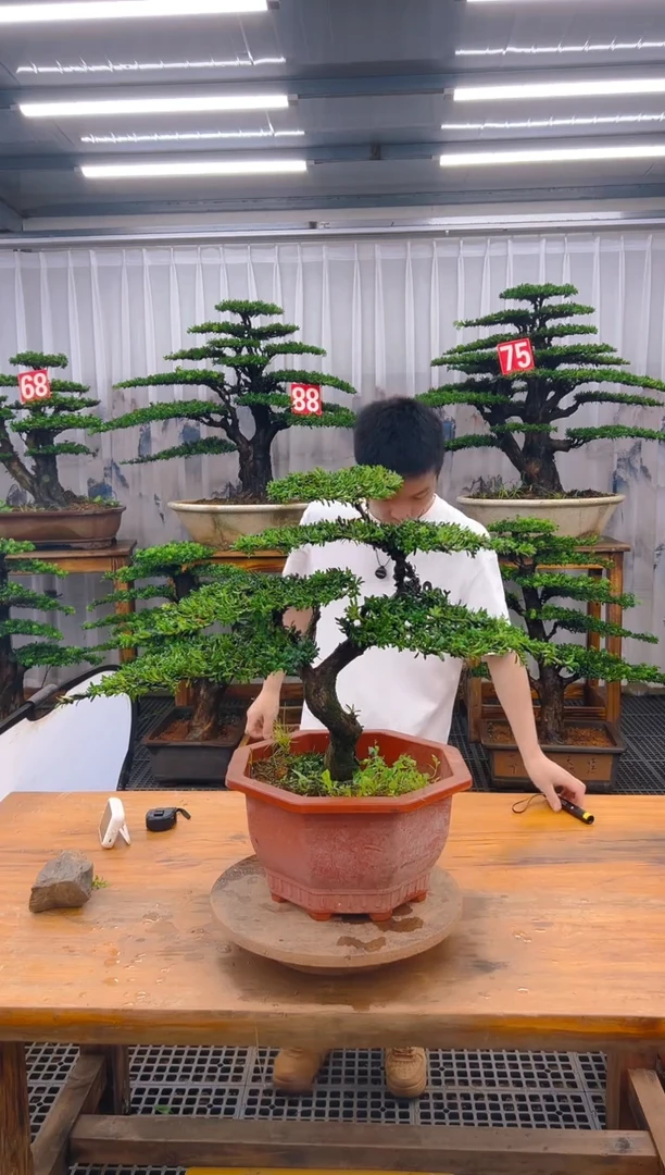 无花朵怀**吗精品盆景直播间一物一拍