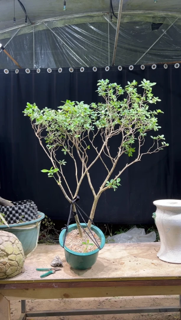 当前无花朵，栽培后可花朵萧****娜  海岛栀子花