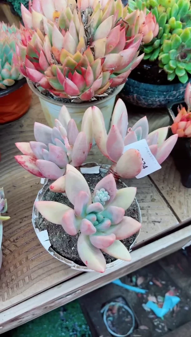 03024多肉植物一物一拍