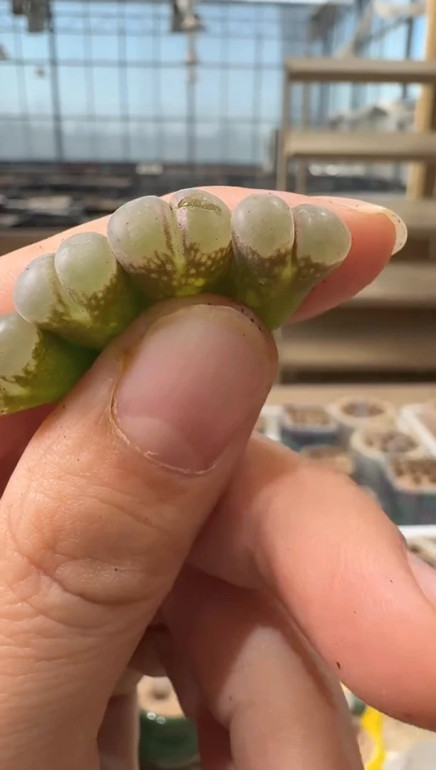 168多肉植物肉锥一颗