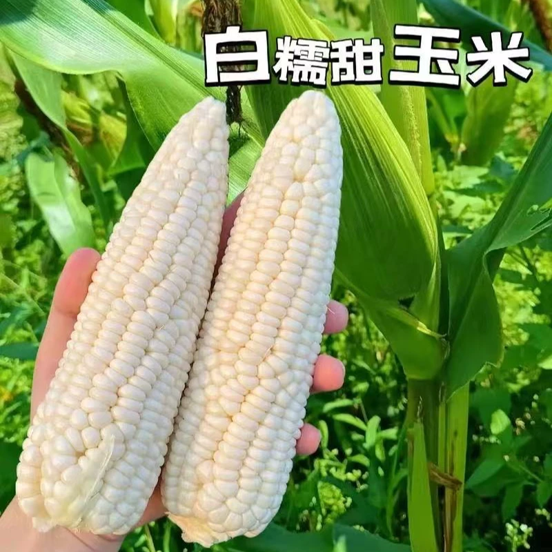 本地白糯玉米 顺丰包邮
