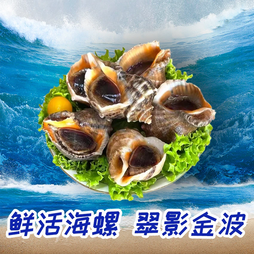 【今日特价】鲜活大海螺1斤装