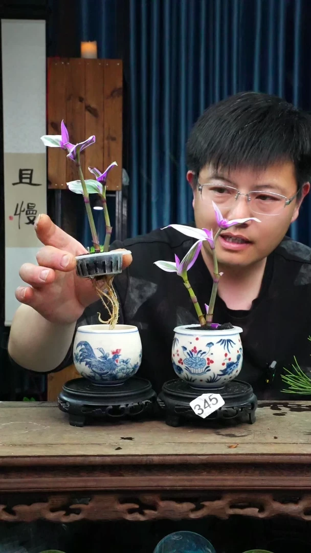 苔藓微景观345号